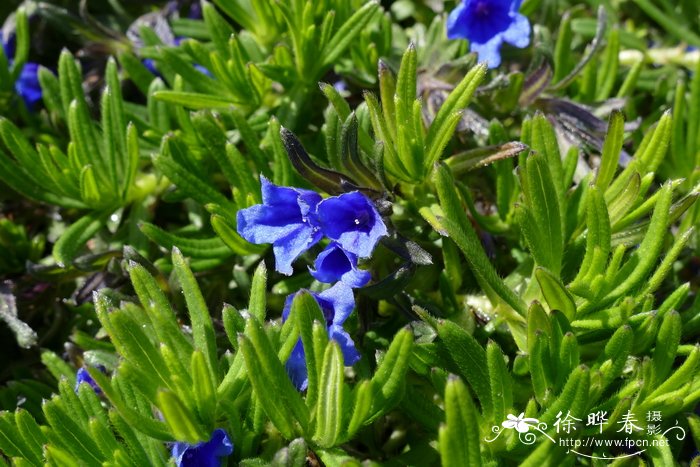 蕨菜是什么植物