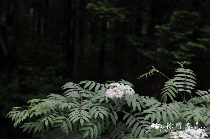 名贵中草药种植