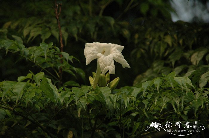 桂花怕冻吗冬天