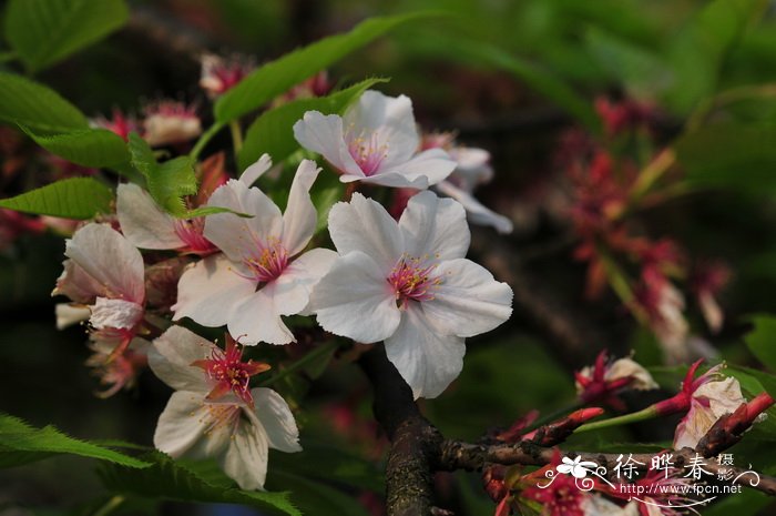 节瓜图片