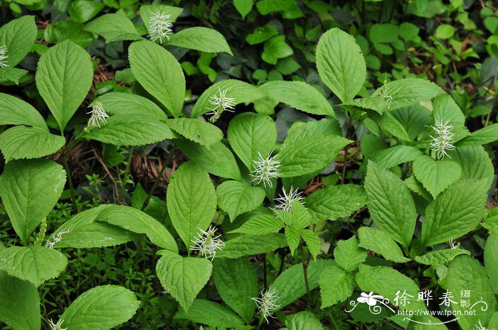 泡学