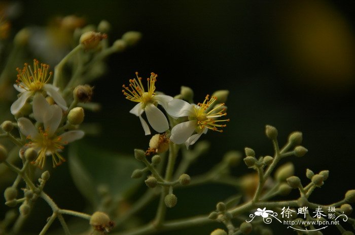 送老师鲜花禁忌