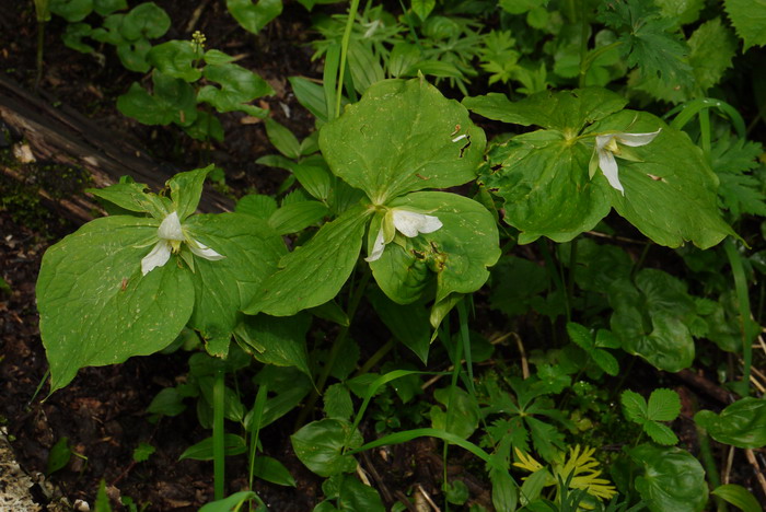 camellia sinensis