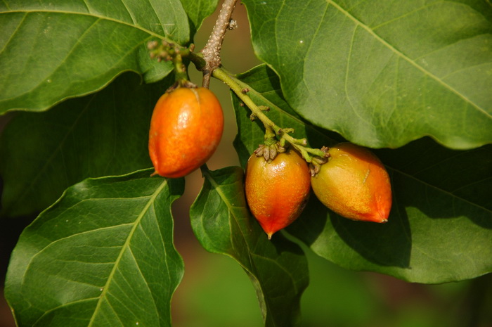 教师节送什么花好