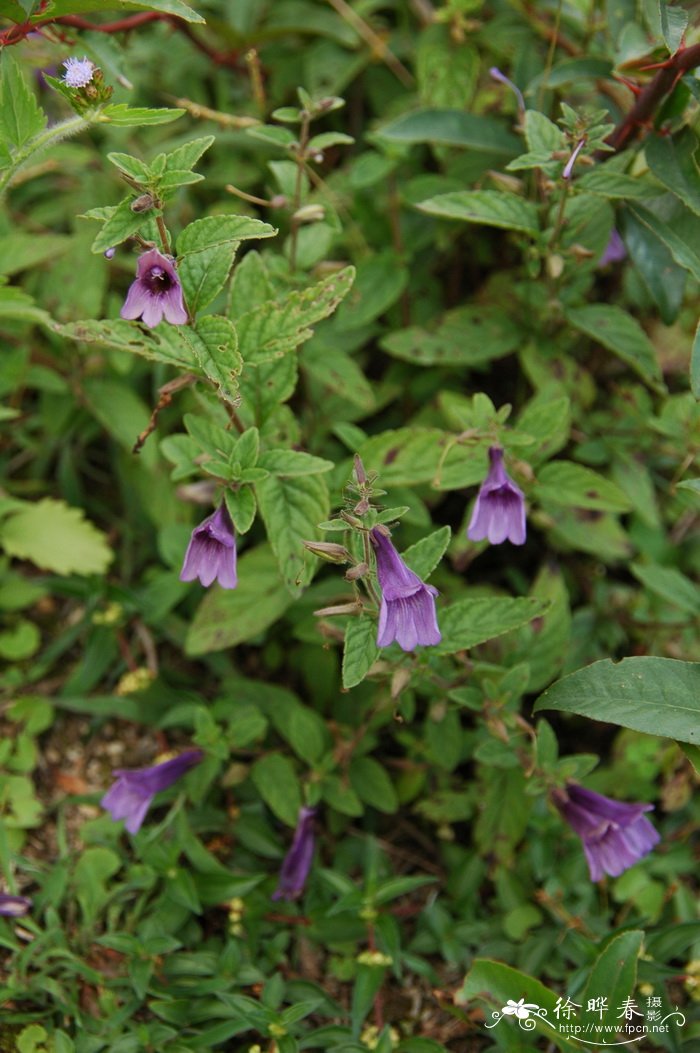 brassica rapa