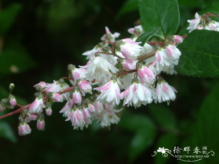 油茶种植