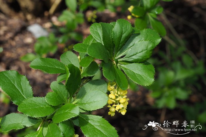 送菊花代表什么意思