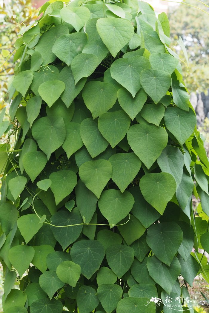 山茶花图片