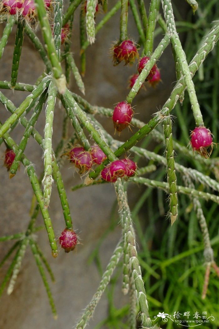 竹子开花