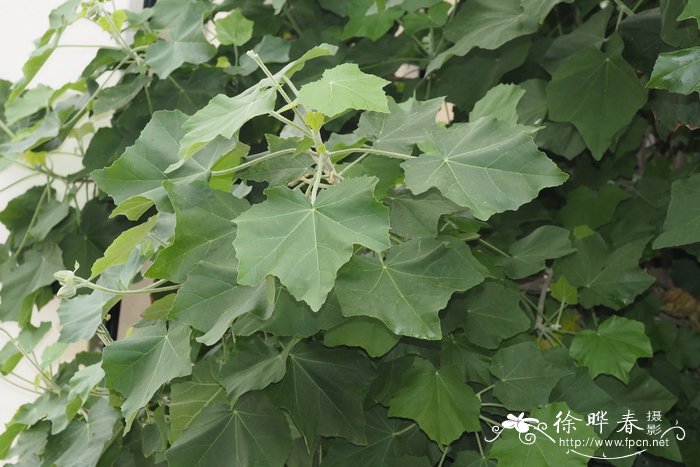 百合花不能乱送