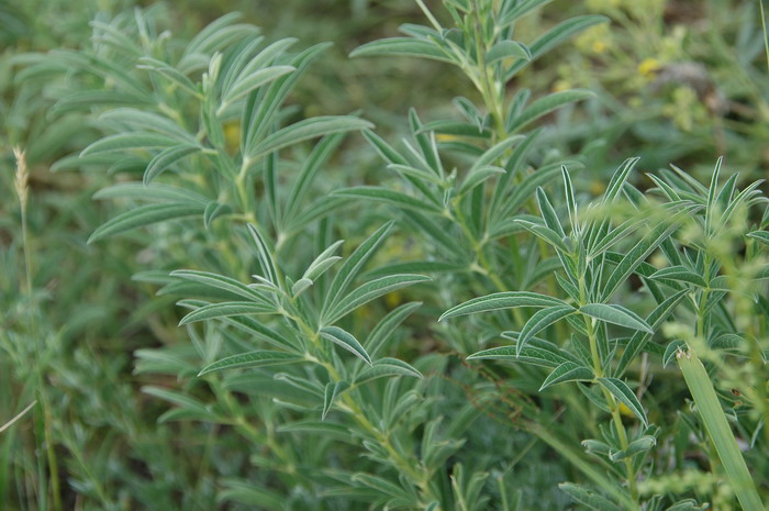 种植什么最赚钱