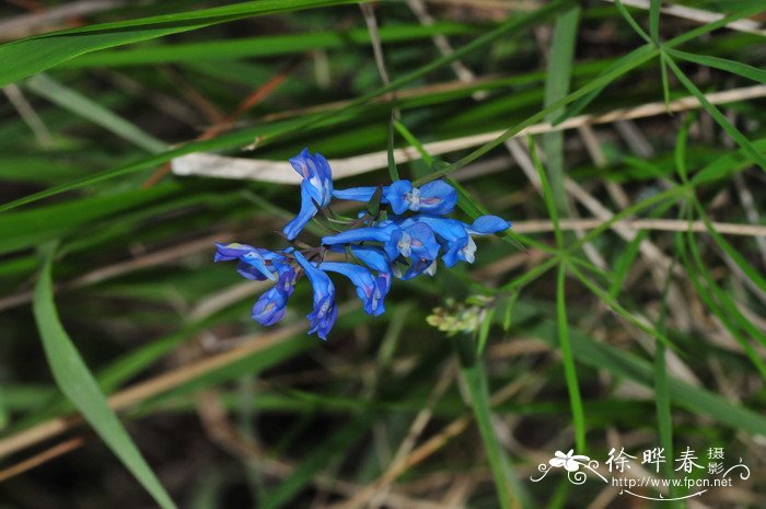 樱花结果