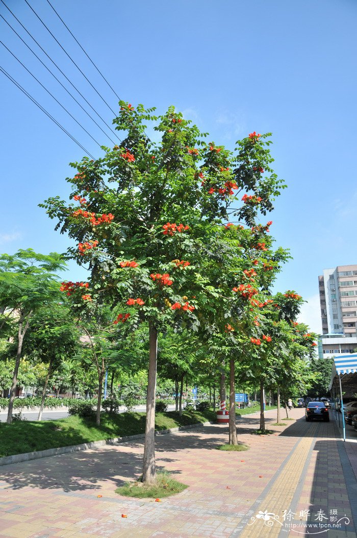 虎头茉莉