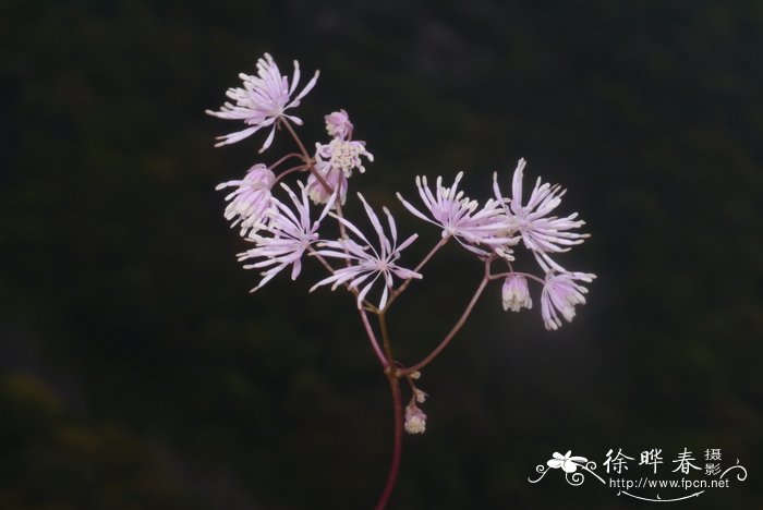 重阳木图片