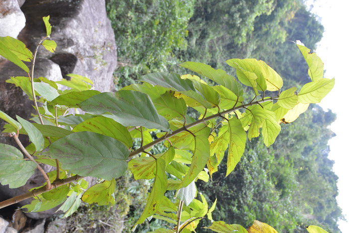 香妃茶花