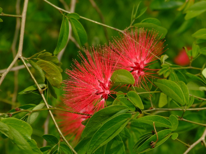 黄花槐