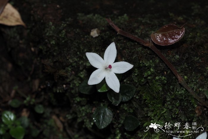 常见花卉图片及名称