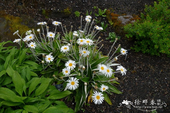 桂花果