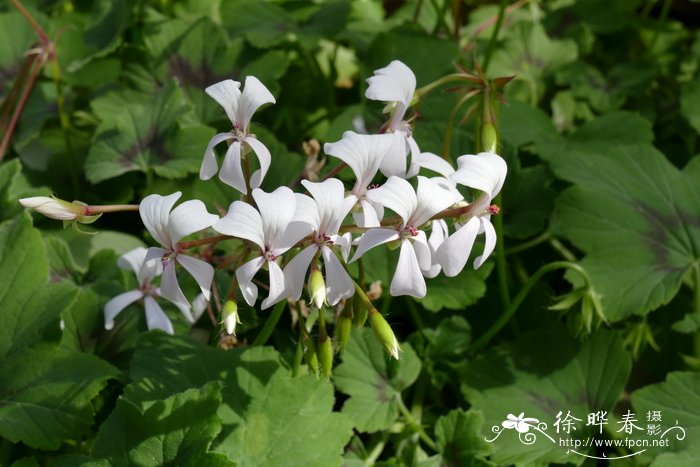 黄花菜种子