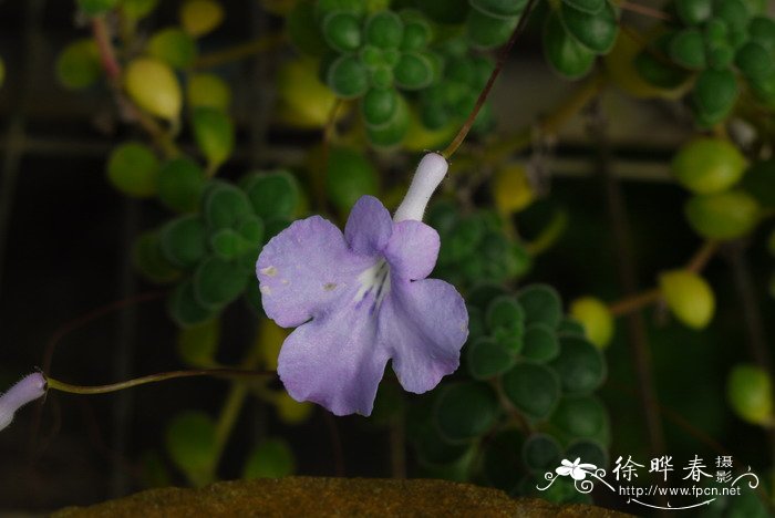 深圳市鲜花网订购