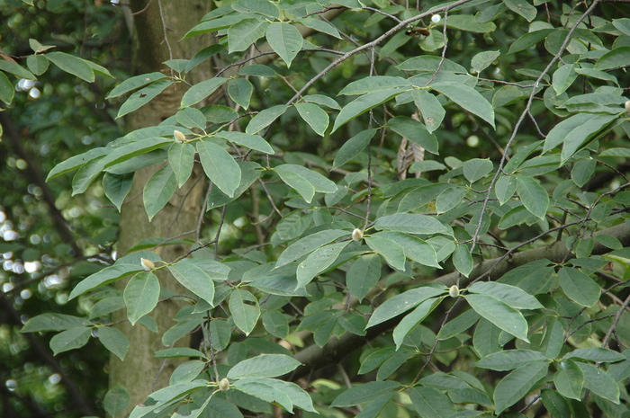 油茶树嫁接