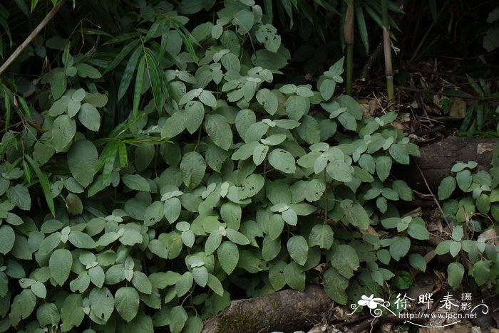 深圳市鲜花网订购