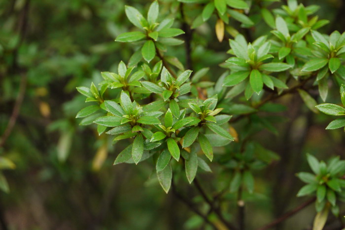 松果菊图片