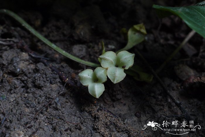 植物生长周期