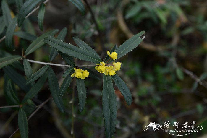 冬季植物浇水