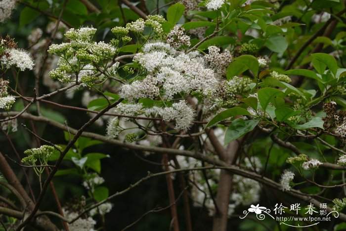 苹果种植技术与管理