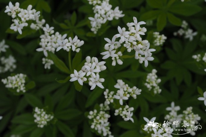 种植玫瑰花