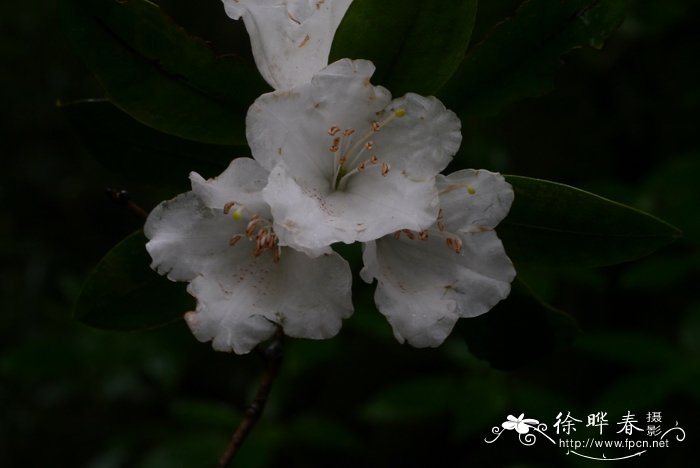 石斛花图片