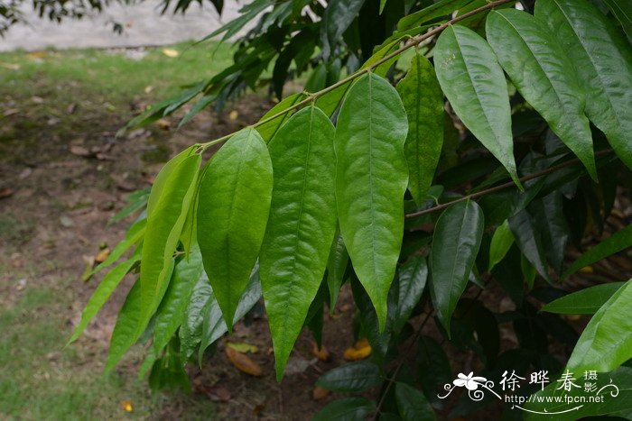 梅花十大稀有品种之首