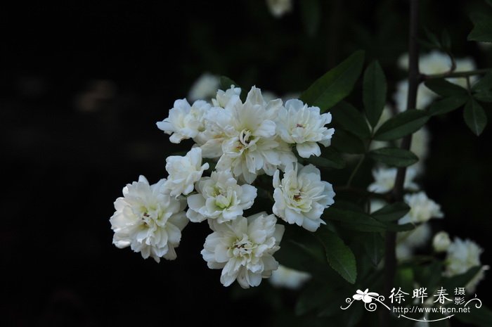 客厅电视两边摆什么植物旺财