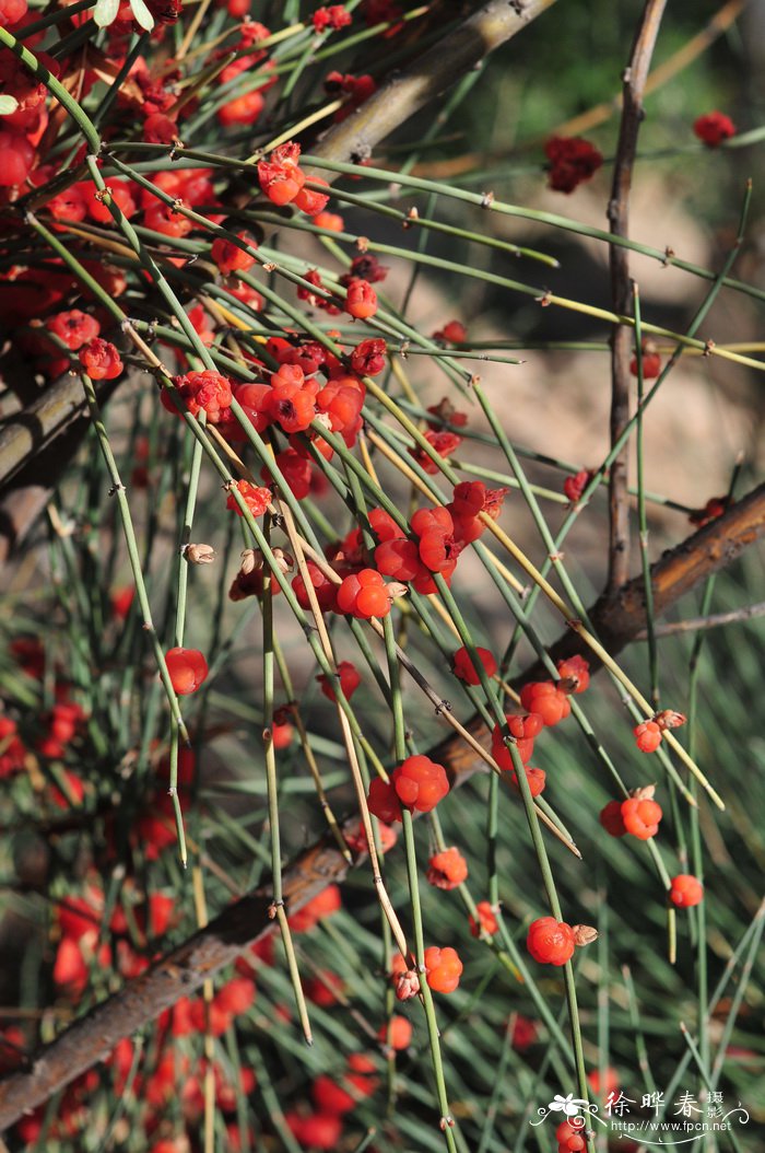 花生种植