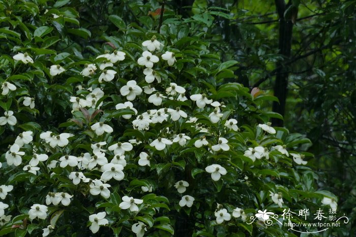 草莓发芽