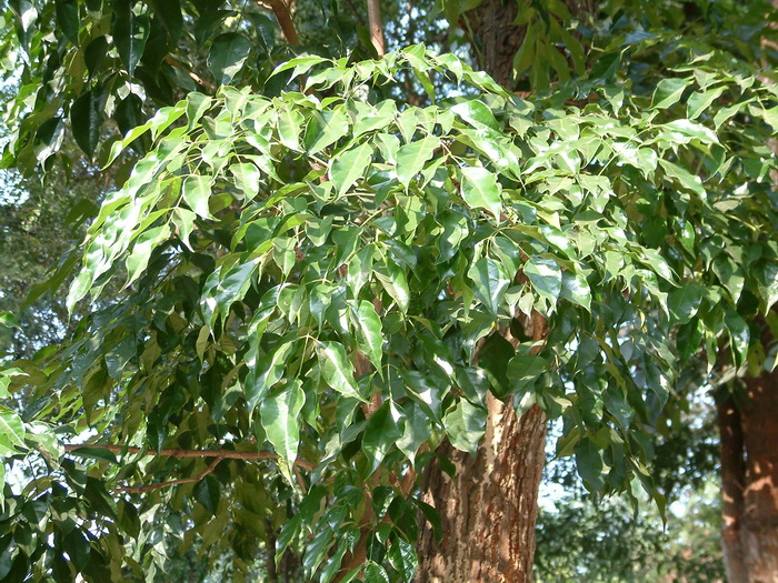 小丽花是一年生还是多年生