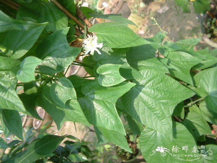 水仙花有毒吗 可以在室内养吗 