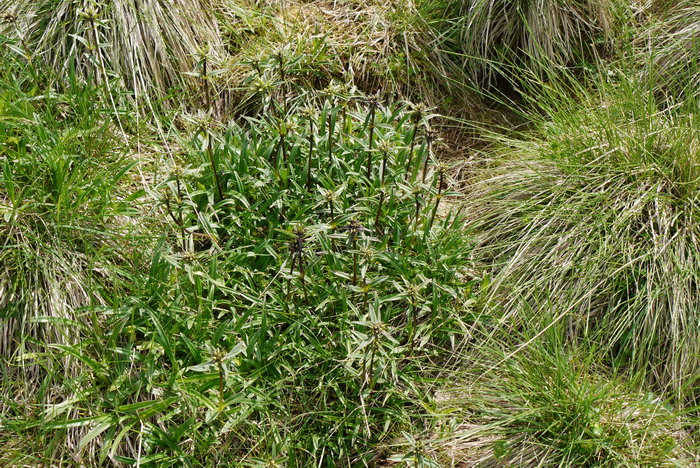 茶油树种植