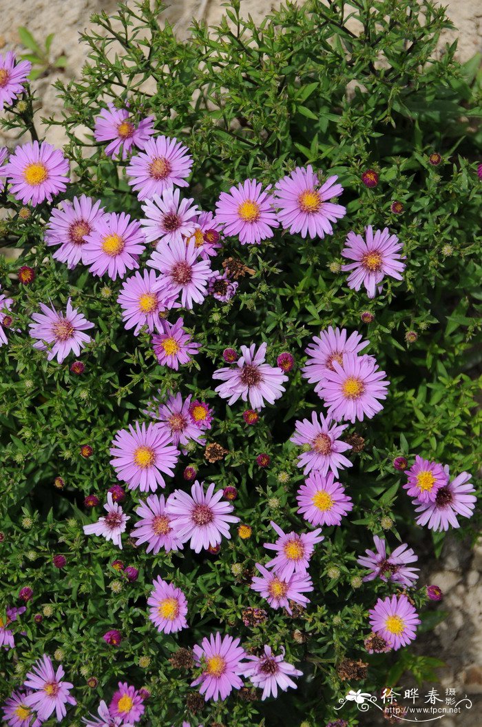 重阳节茱萸图片