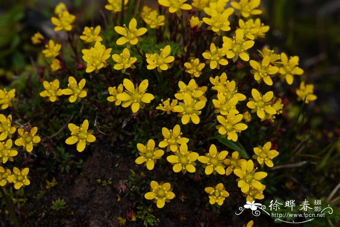 黄花槐