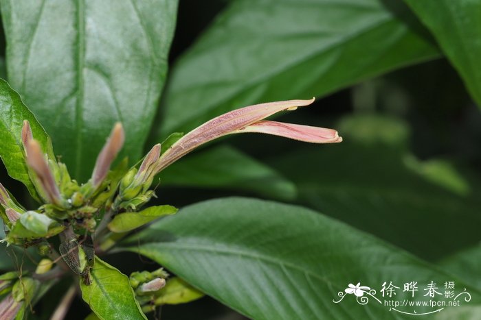 紫背天鹅绒竹芋