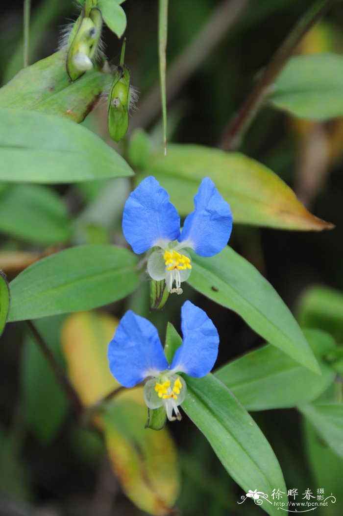 黑百合花语