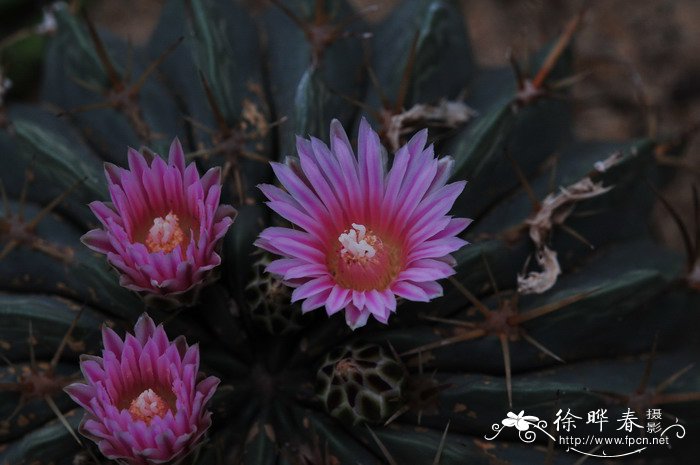 蓝花楹什么时候开花