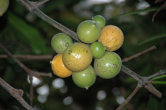 油菜花什么季节开 