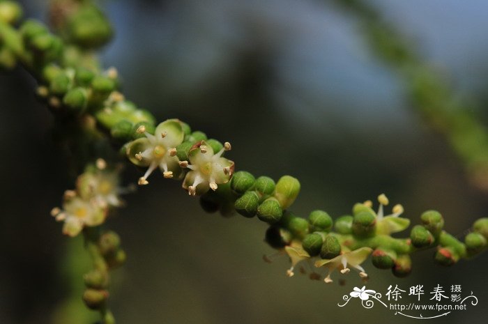 李子树的花