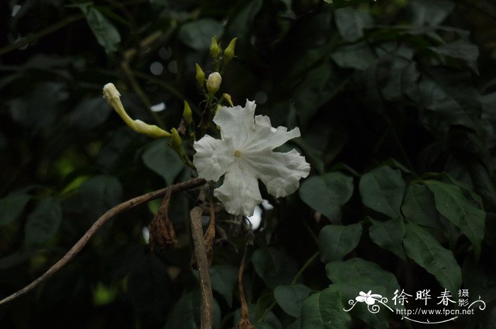 新鲜猴头菇怎么吃