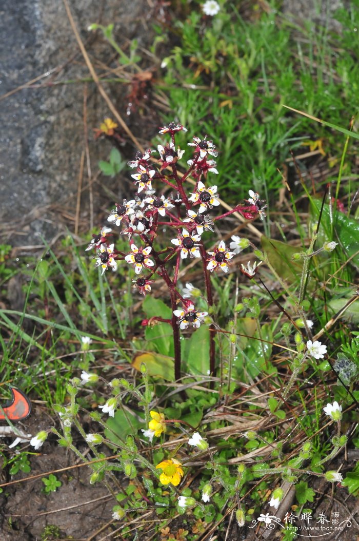 梅花什么季节开花