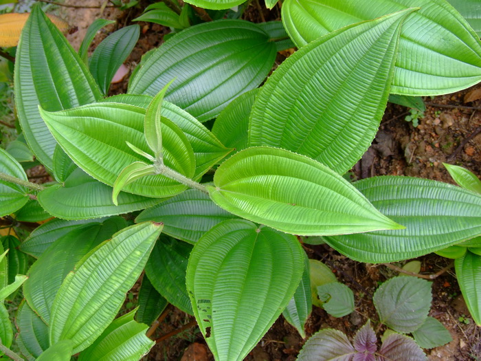 君子兰开花夹箭怎么办