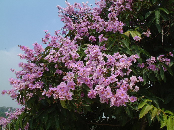 芽苗菜种植方法